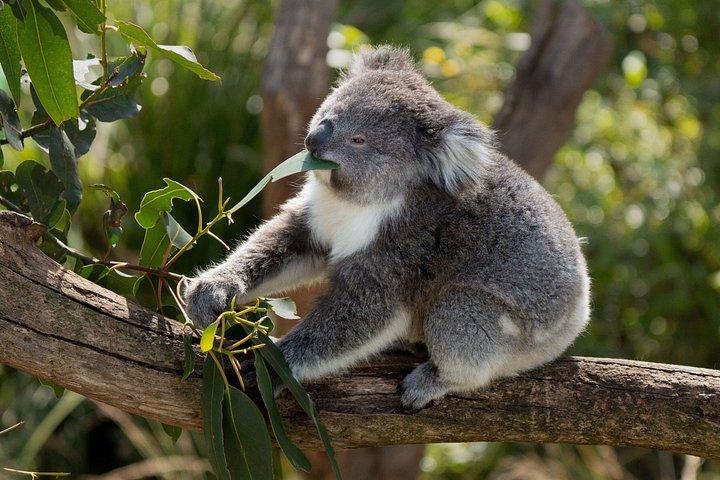 ウロンゴン野生動物とシドニーの秘密の海岸線キアマ吹き穴