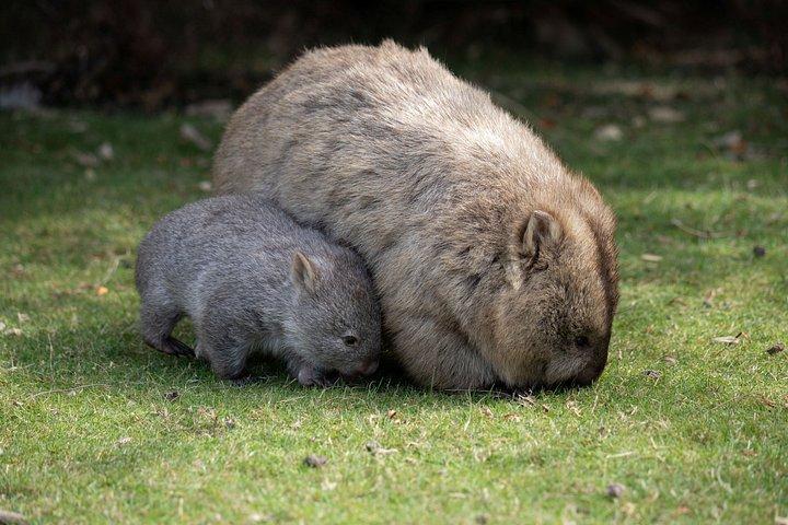 ウロンゴン野生動物とシドニーの秘密の海岸線キアマ吹き穴