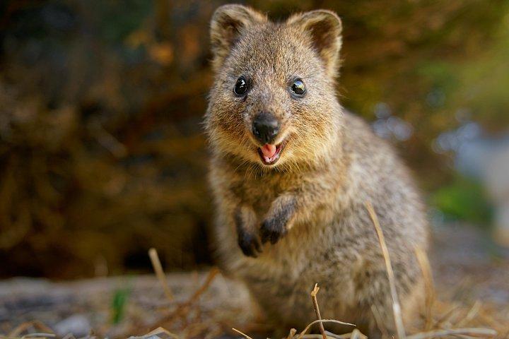 ウロンゴン野生動物とシドニーの秘密の海岸線キアマ吹き穴