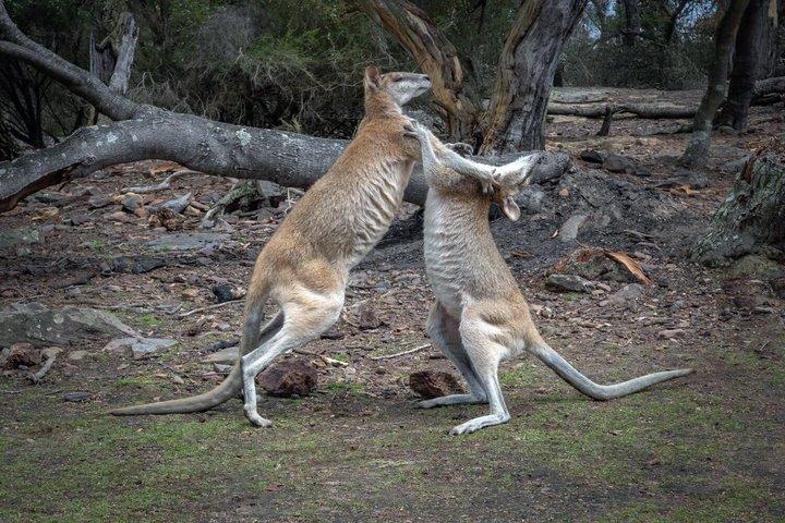 Quad Biking, Koalas and Kangaroos - Private Tour