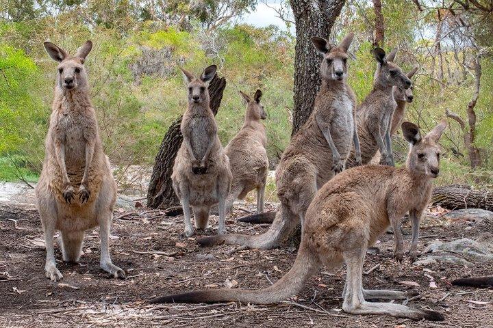 Quad Biking, Koalas and Kangaroos - Private Tour