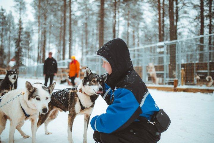 3km Frühwinter Huskyschlittenfahrt in Rovaniemi