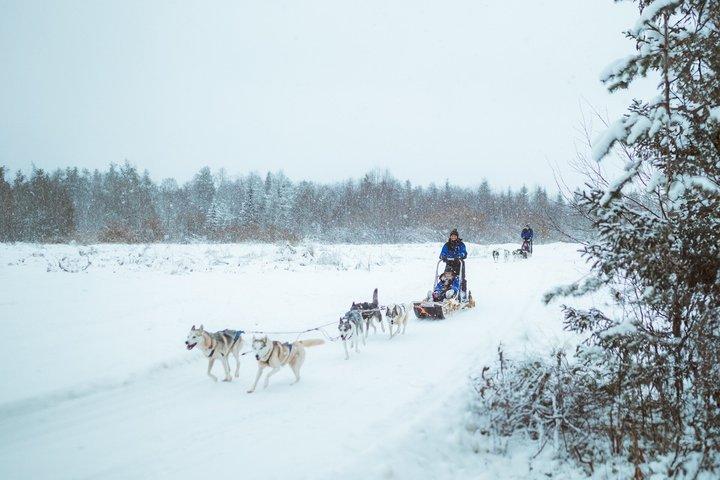 3km Frühwinter Huskyschlittenfahrt in Rovaniemi