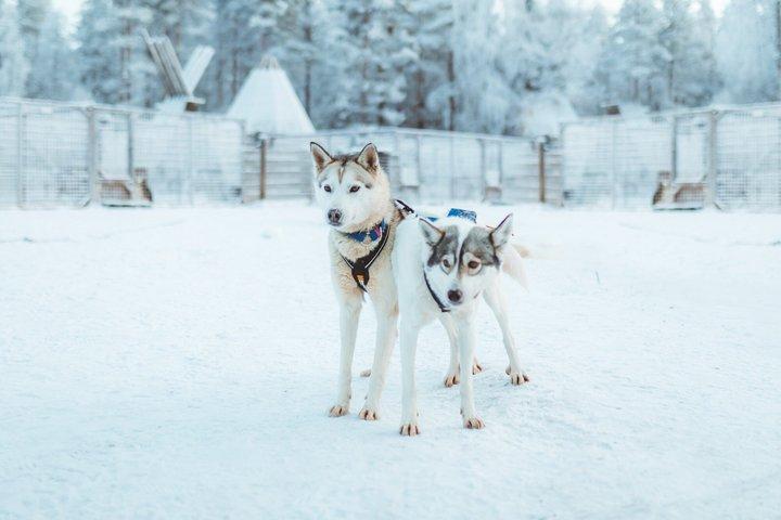 3km Frühwinter Huskyschlittenfahrt in Rovaniemi