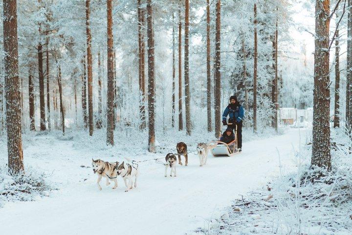 3km Frühwinter Huskyschlittenfahrt in Rovaniemi