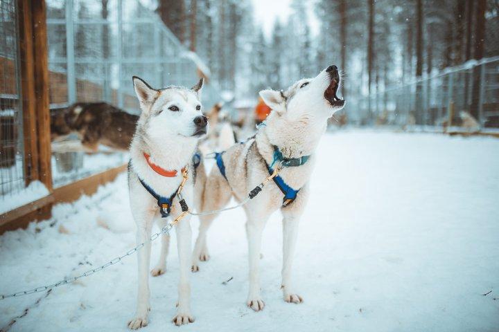 3km Frühwinter Huskyschlittenfahrt in Rovaniemi