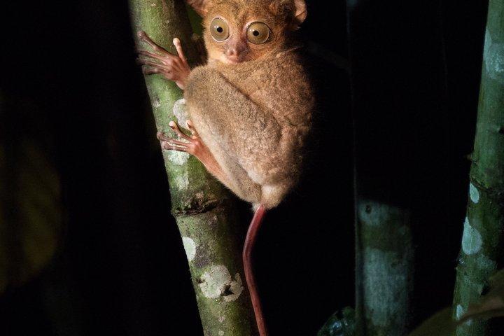 Cosas que hacer cerca de Borneo's Wild Frontier Dormitory Lodge