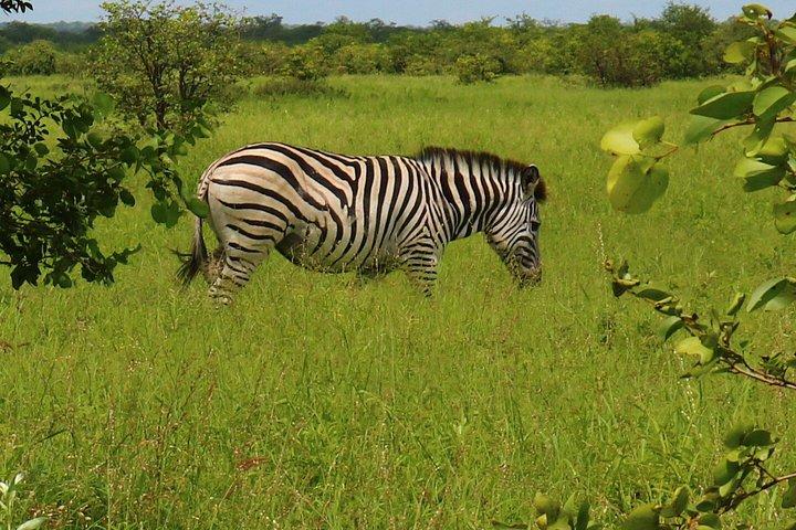 Mokoro Full Day Trip-Okavango Delta
