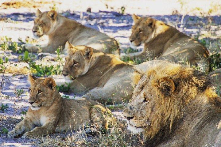 6 Nights 7 days Zebra Trail Moremi