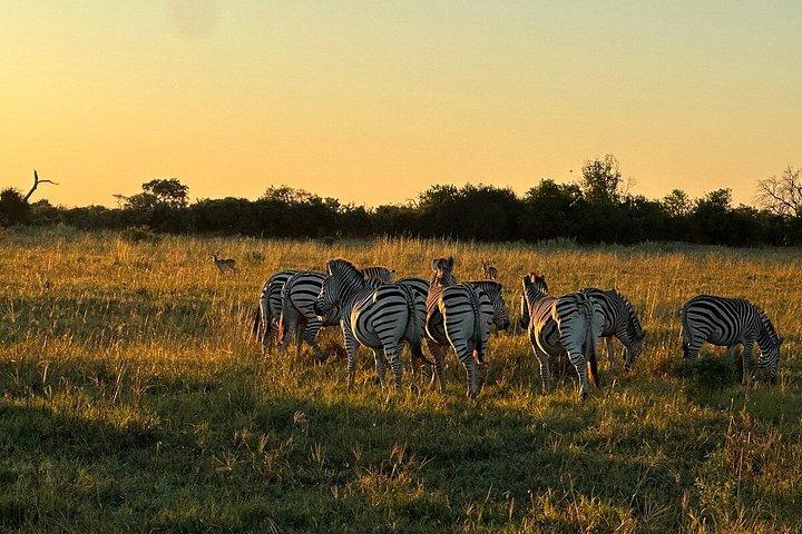 6 Nights 7 days Zebra Trail Moremi