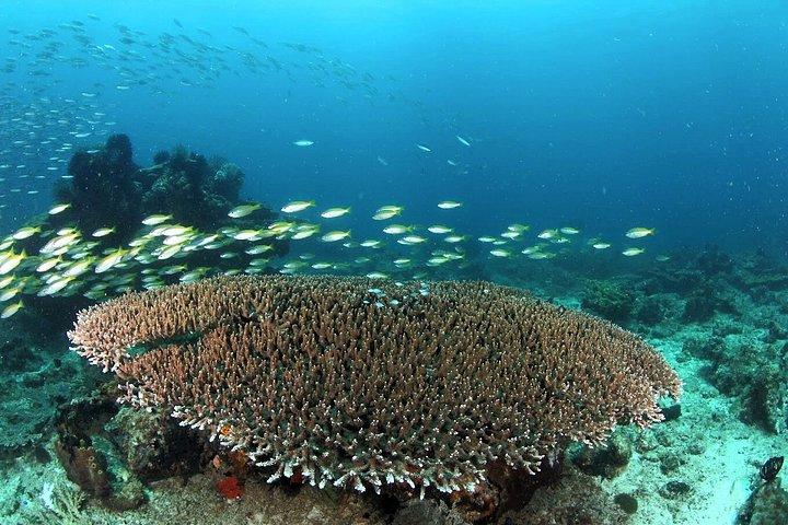Kota Kinabalu Kota Belud Diving Kayak or Fireflies Tour
