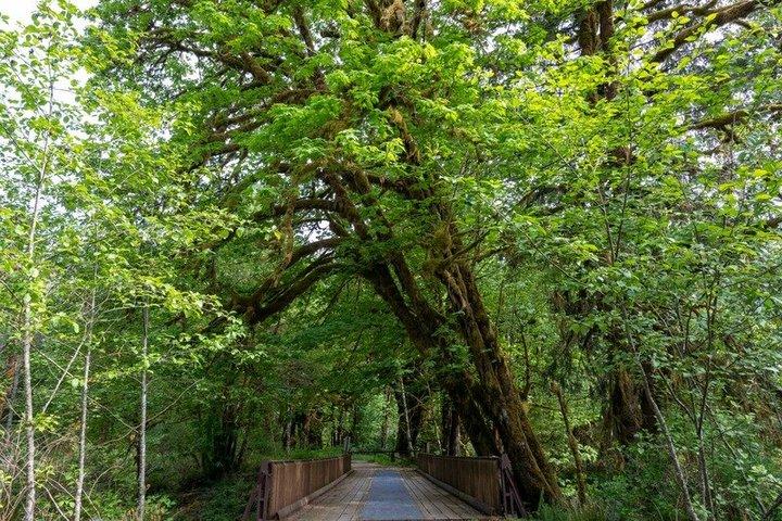 Lake Quinault Rainforest Tour Nature and Wildlife Adventure