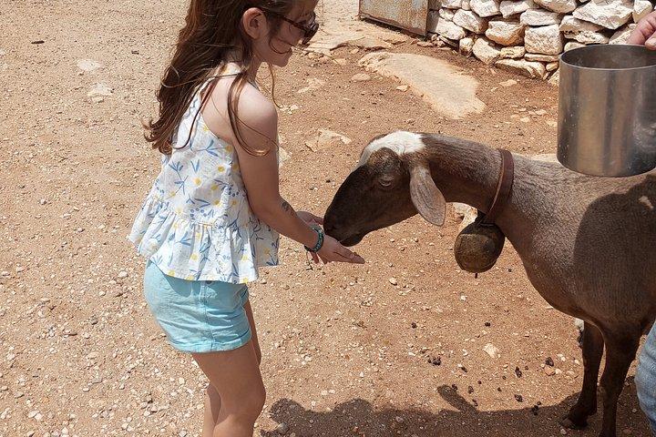 Naxian Farm Experience with hands on Cheese Making activity