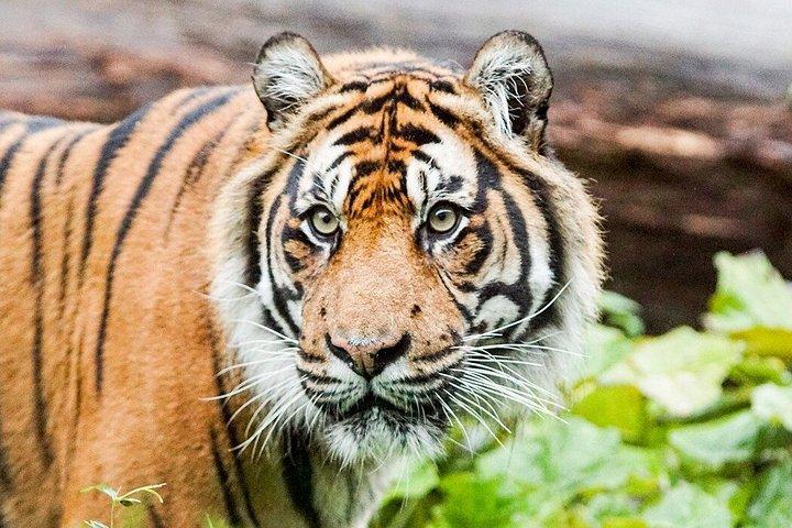 London Zoo Entry Billet