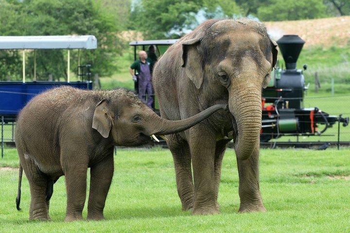 Billet d'entrée au Whipsnade Zoo