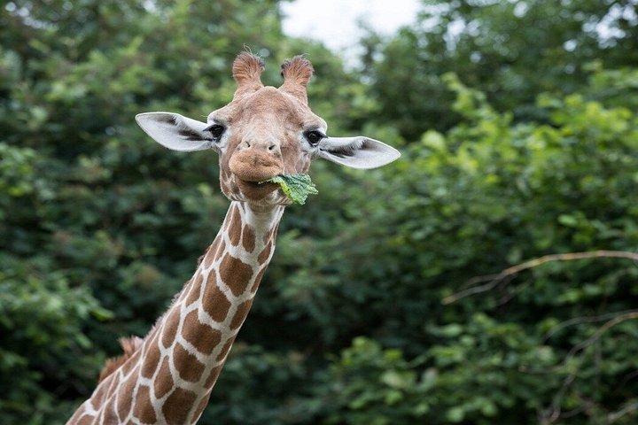 Whipsnade Zoo Toegangsbewijs