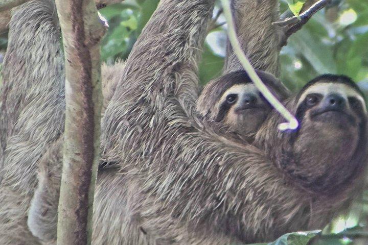 Ancon Hill vandretur: Sloths, dyreliv og Panama City udsigt