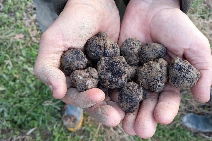 Experiencia de caza de trufas con guía local y almuerzo