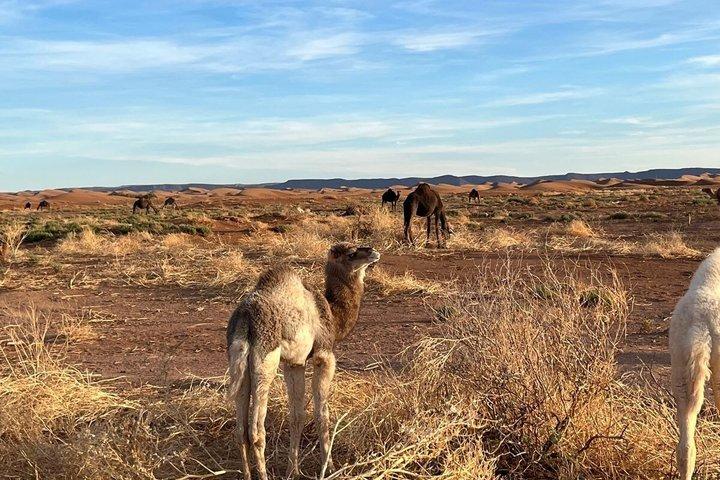 3 - ラクダに乗ってマラケシュからメルズーガへ日帰り砂漠ツアー