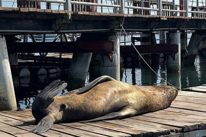 リマ発ワカチナとバリェスタス島ツアー（ピスコ・テイスティング付き）