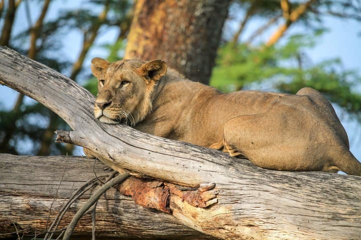 Nairobi to Lake Nakuru Private Safari Day Trip
