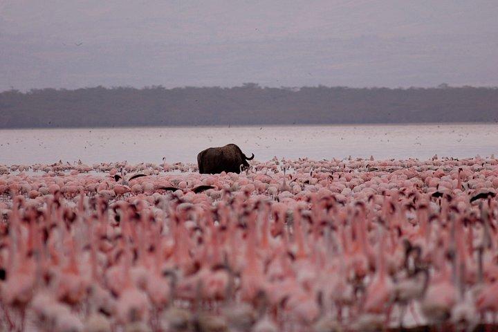 ナイロビ〜ナクル湖プライベートサファリ日帰り旅行