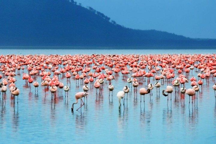 Tagestour ; Lake Nakuru National Park & Lake Naivasha von Nairobi.