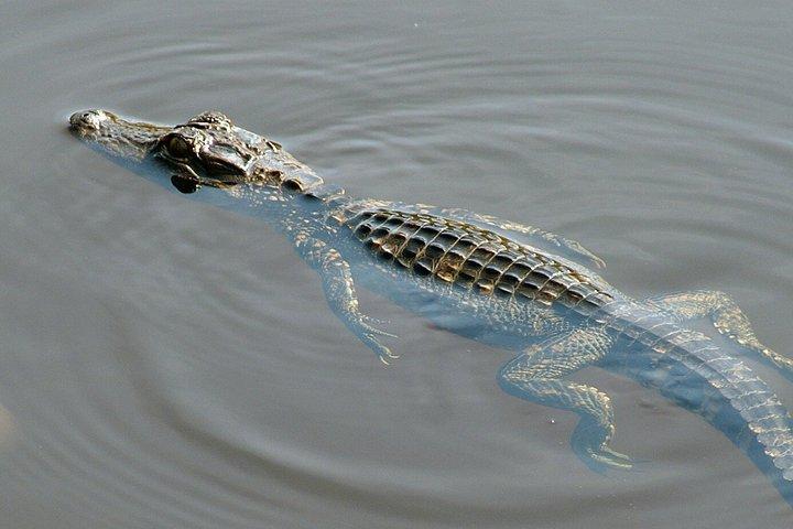 Excursion en hydroglade à Miami avec spectacle animalier et transport