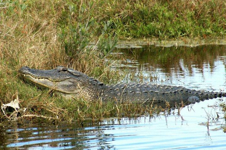 Excursion en hydroglade à Miami avec spectacle animalier et transport