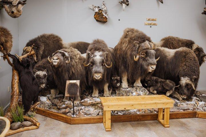 Yellowknife Bucket List City Tours