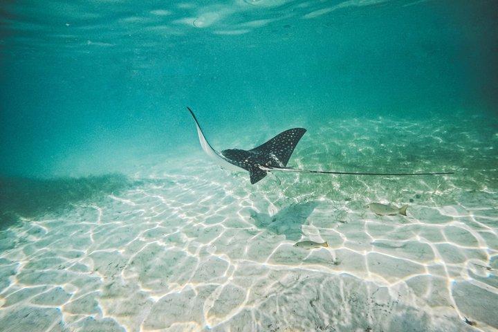 Turtle Snorkeling in Akumal: An Authentic Local Experience
