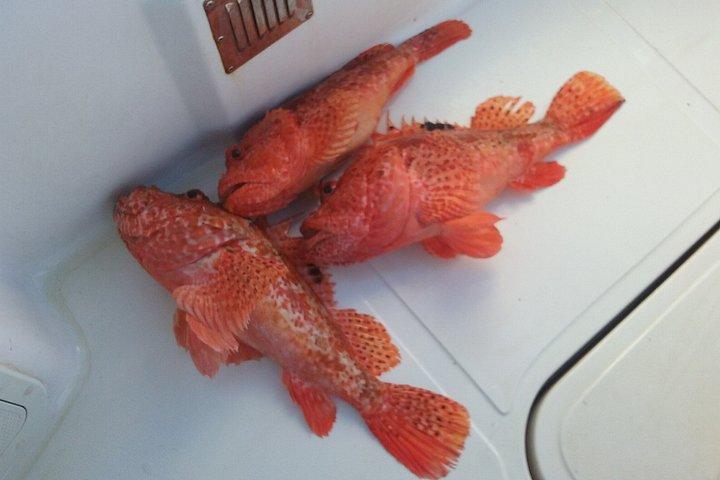 釣りと楽しいドゥブロヴニク