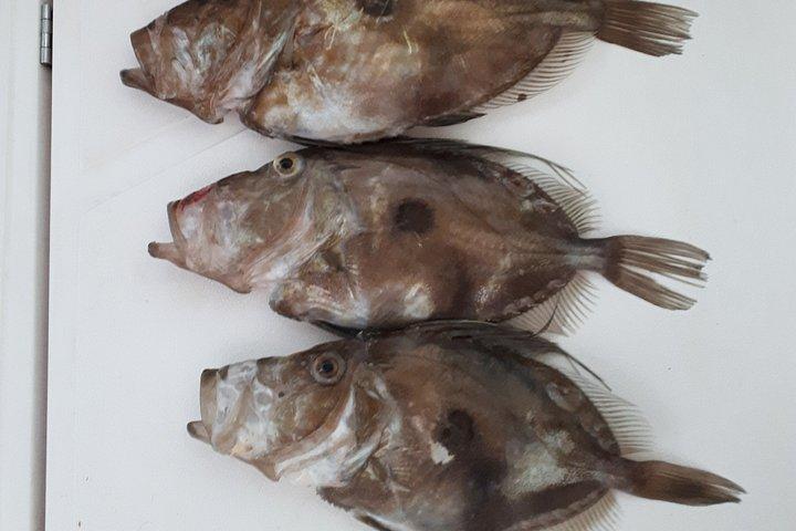 釣りと楽しいドゥブロヴニク