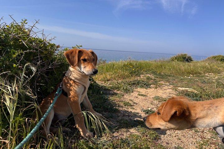 エドロⅢ号難破船で救助犬とサンセットビーチウォーク