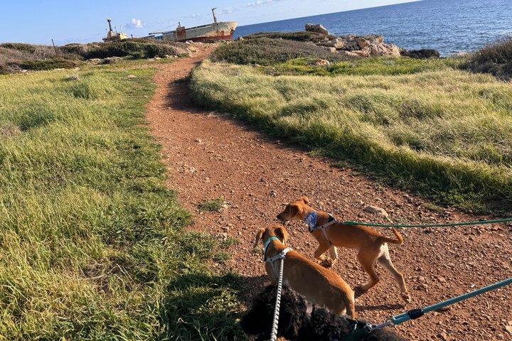 Sunset Beach Walk com cães de resgate no naufrágio Edro III