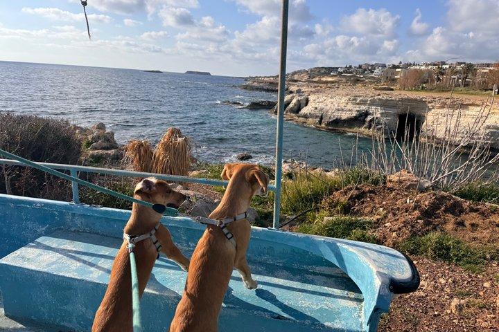 エドロⅢ号難破船で救助犬とサンセットビーチウォーク