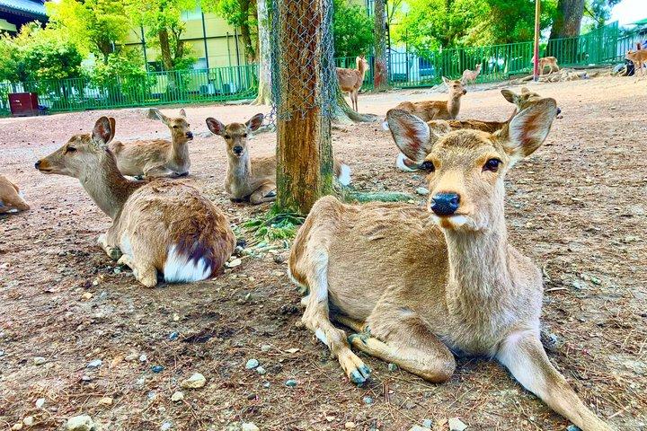 Nara : Private Tour mit einem lizenzierten Fortgeschrittener