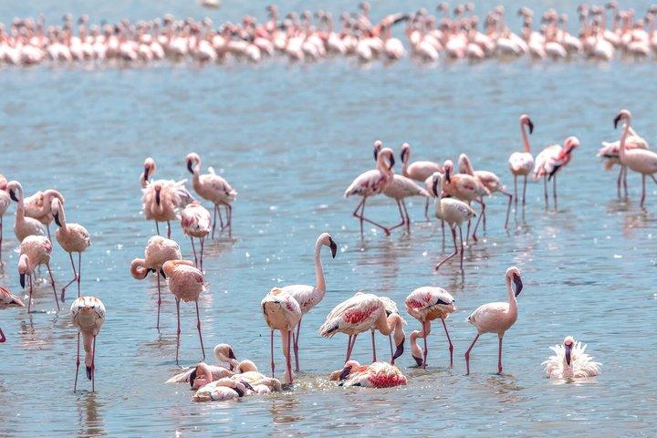 Safari de 12 jours au Kenya et en Tanzanie
