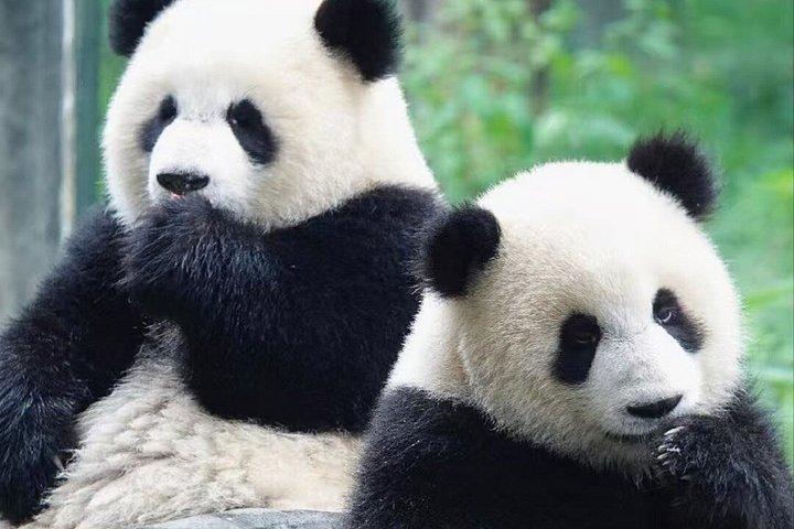 Private Guided Tour to Chengdu Panda Base