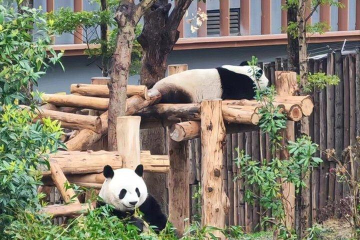 Private Guided Tour to Chengdu Panda Base