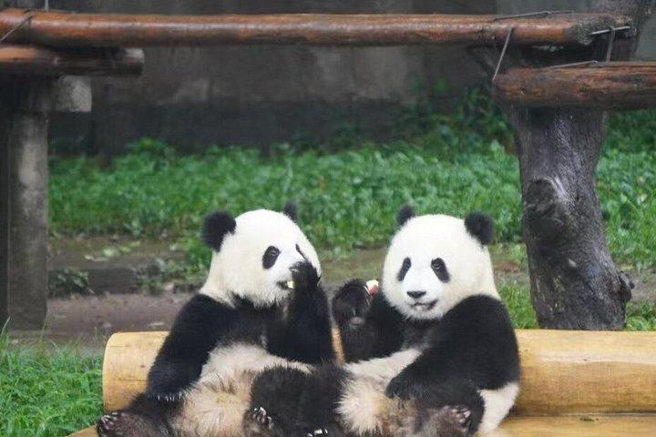 Private Guided Tour to Chengdu Panda Base