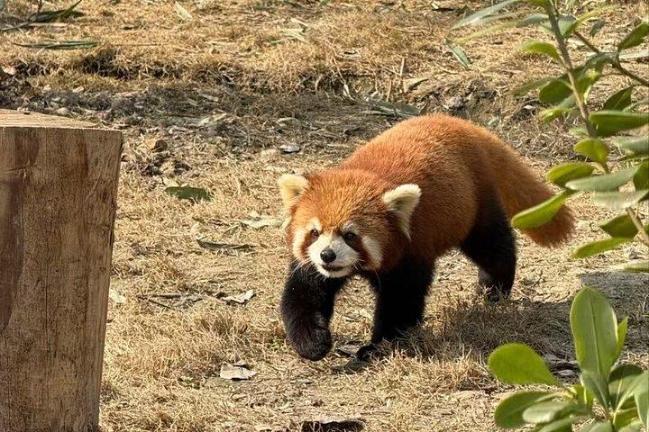 Private Guided Tour to Chengdu Panda Base