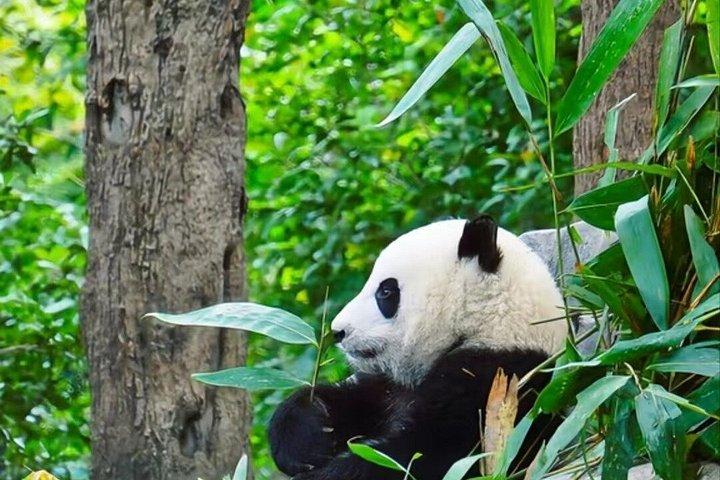 Private Guided Tour to Chengdu Panda Base