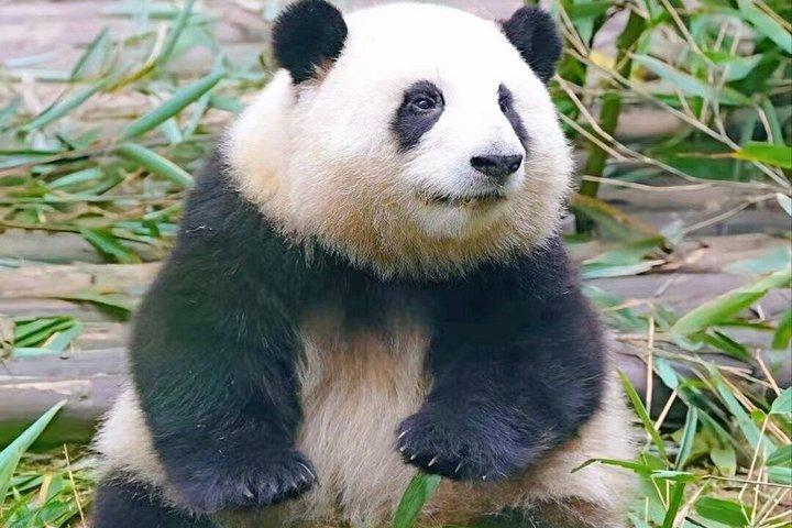 Private Guided Tour to Chengdu Panda Base