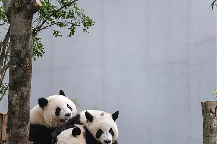 Private Guided Tour to Chengdu Panda Base