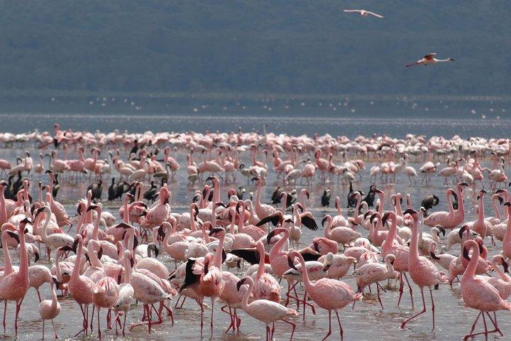 Halvdagstur till Nakurusjöns nationalpark från Nakuru