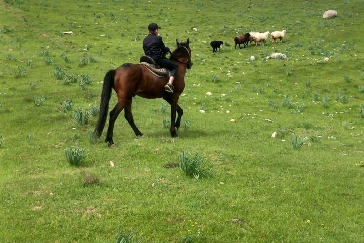 Samarkand Horseback Riding Tour with Pickup and Drop off