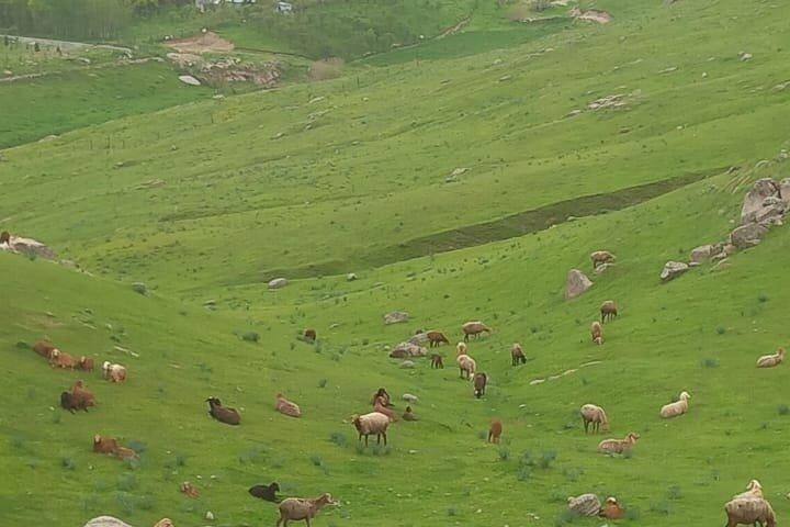送迎付きサマルカンド乗馬ツアー