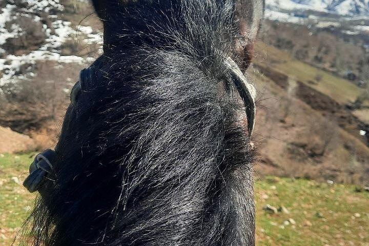 送迎付きサマルカンド乗馬ツアー