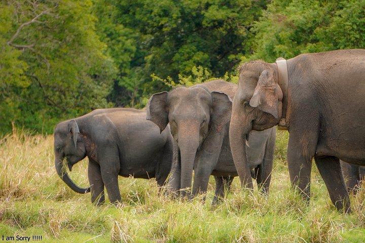 ミネリヤ国立公園プライベートジープサファリ（エキスパートガイド付き）